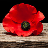Poppy Avatar Image